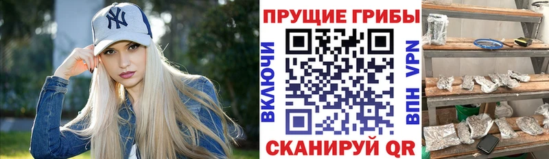 наркошоп  Ильский  Псилоцибиновые грибы Psilocybine cubensis 
